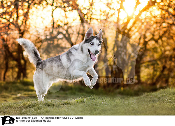 rennender Siberian Husky / JAM-01625