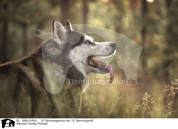 Siberian Husky Portrait / SIB-01640