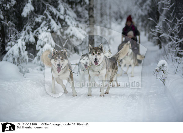 Schlittenhunderennen / dog sledding / PK-01106