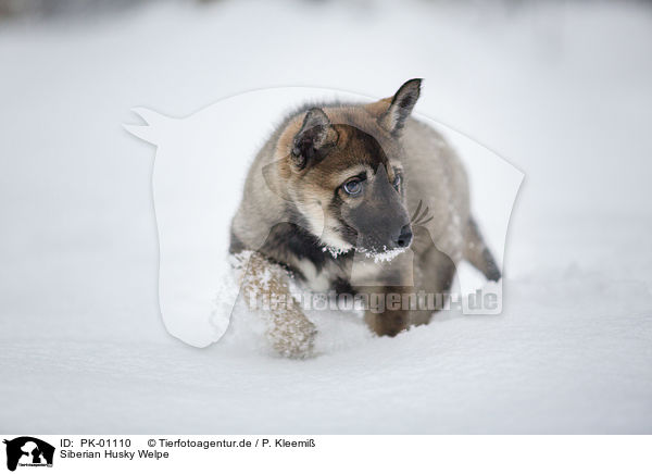 Siberian Husky Welpe / Siberian Husky Puppy / PK-01110