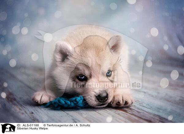 Siberian Husky Welpe / Siberian Husky Puppy / ALS-01188