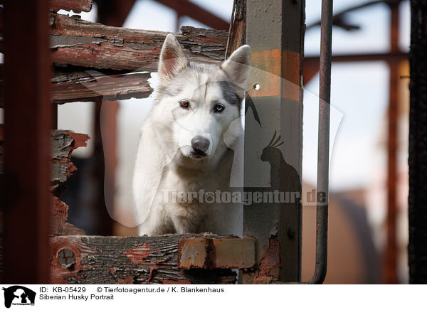 Siberian Husky Portrait / KB-05429