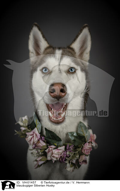 blauugiger Siberian Husky / VH-01457