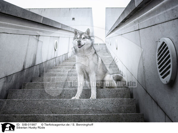Siberian Husky R�de / male Siberian Husky / SIB-01987