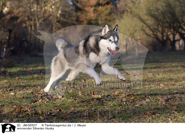 rennender Siberian Husky / JM-06507