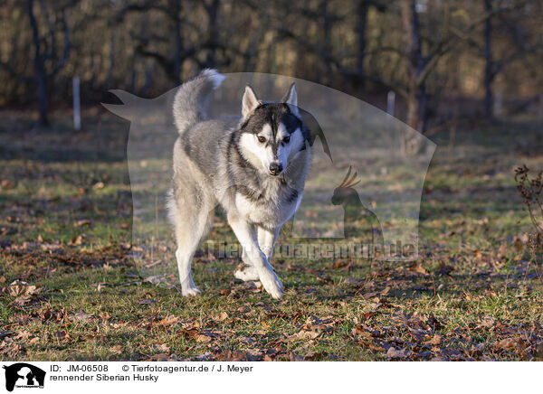 rennender Siberian Husky / JM-06508