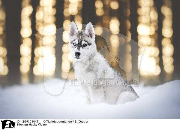 Siberian Husky Welpe / SGR-01047