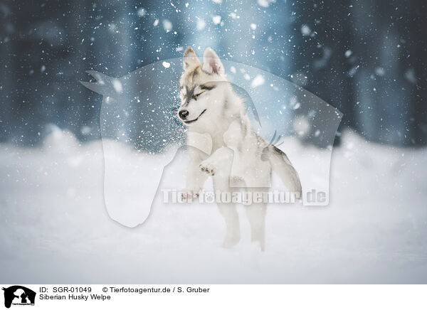 Siberian Husky Welpe / SGR-01049