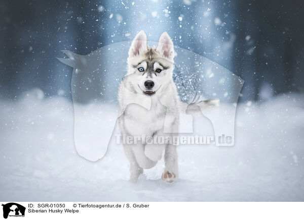 Siberian Husky Welpe / SGR-01050