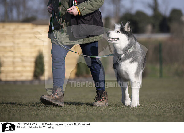 Siberian Husky im Training / Siberian Husky at training / NC-02479