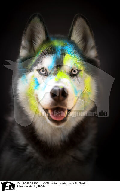 Siberian Husky Rde / SGR-01302