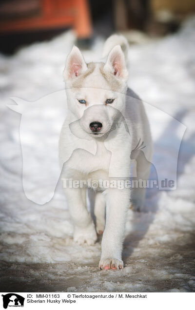Siberian Husky Welpe / MM-01163
