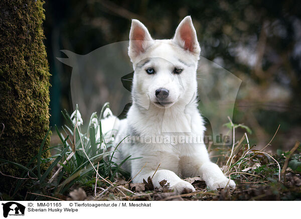 Siberian Husky Welpe / Siberian Husky Puppy / MM-01165