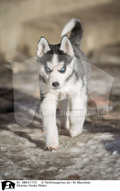 Siberian Husky Welpe / MM-01170
