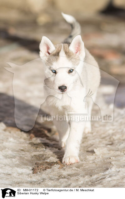 Siberian Husky Welpe / MM-01172