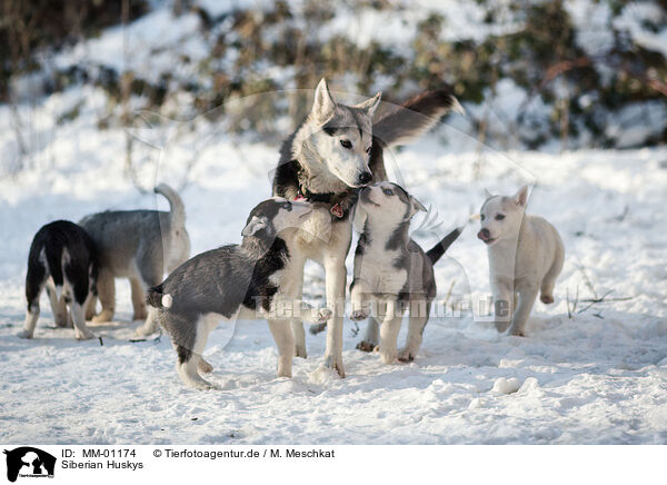 Siberian Huskys / MM-01174