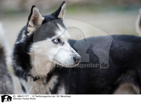 Siberian Husky Rde / male Siberian Husky / MM-01177