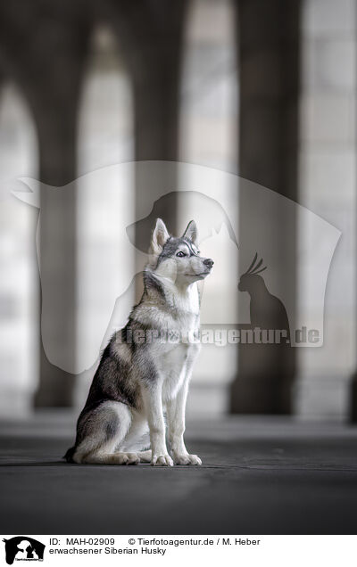erwachsener Siberian Husky / MAH-02909