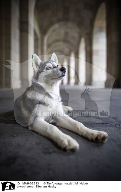 erwachsener Siberian Husky / adult Siberian Husky / MAH-02913