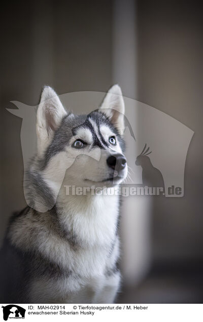 erwachsener Siberian Husky / adult Siberian Husky / MAH-02914