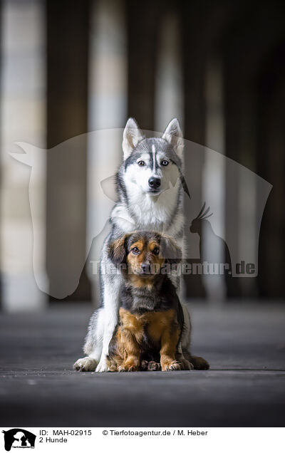 2 Hunde / 2 dogs / MAH-02915