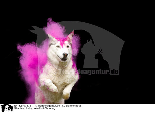 Siberian Husky beim Holi Shooting / Siberian Husky at Holi shooting / KB-07878