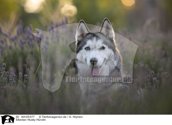 Siberian Husky Hndin / AH-05377