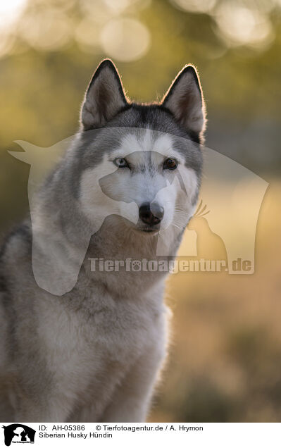 Siberian Husky Hndin / AH-05386