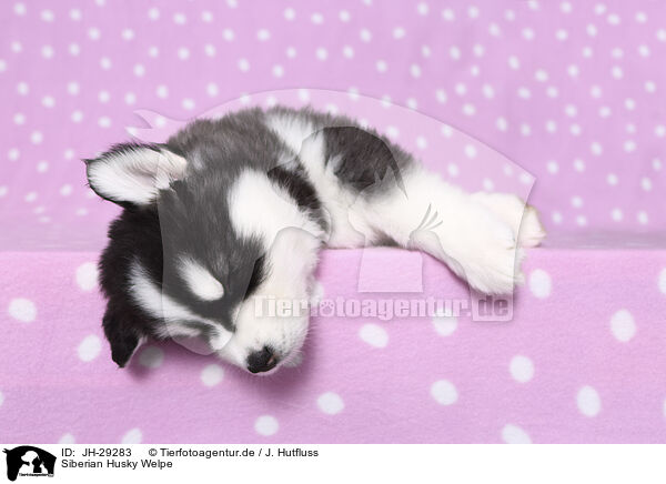 Siberian Husky Welpe / Siberian Husky Puppy / JH-29283