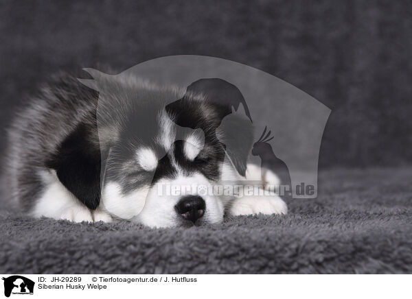 Siberian Husky Welpe / JH-29289