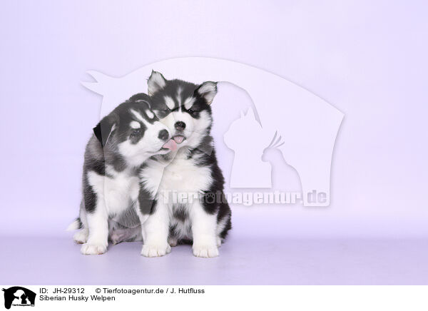 Siberian Husky Welpen / JH-29312