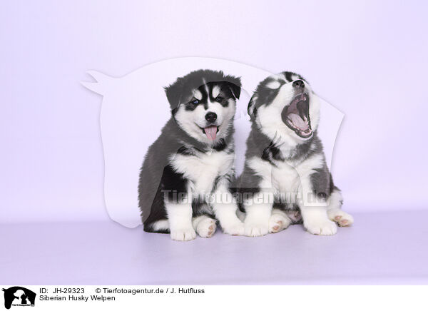 Siberian Husky Welpen / JH-29323