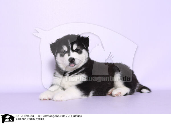 Siberian Husky Welpe / Siberian Husky Puppy / JH-29333