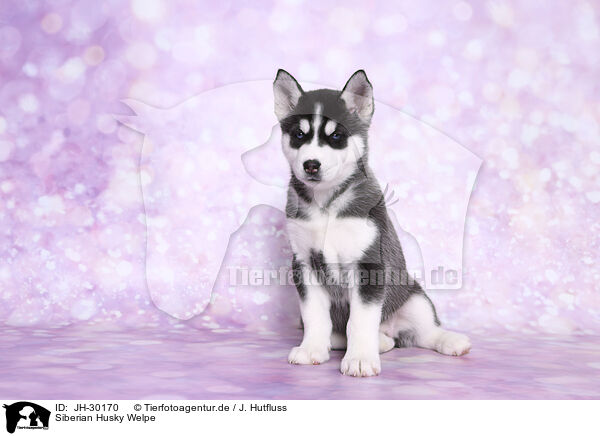 Siberian Husky Welpe / JH-30170