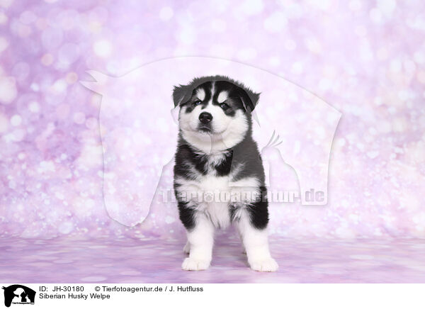 Siberian Husky Welpe / Siberian Husky Puppy / JH-30180