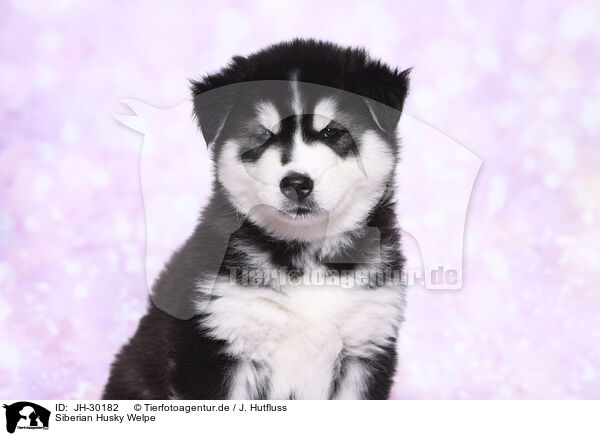 Siberian Husky Welpe / Siberian Husky Puppy / JH-30182