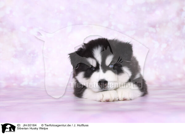 Siberian Husky Welpe / Siberian Husky Puppy / JH-30184