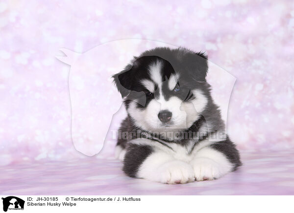 Siberian Husky Welpe / Siberian Husky Puppy / JH-30185