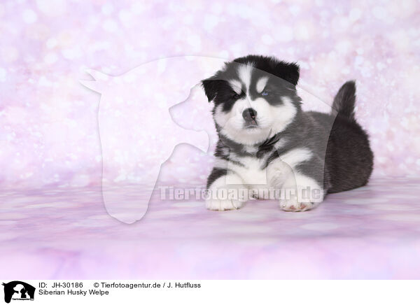 Siberian Husky Welpe / Siberian Husky Puppy / JH-30186