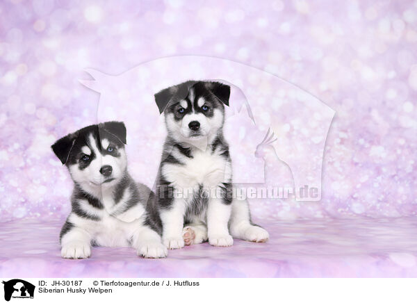 Siberian Husky Welpen / Siberian Husky Puppies / JH-30187