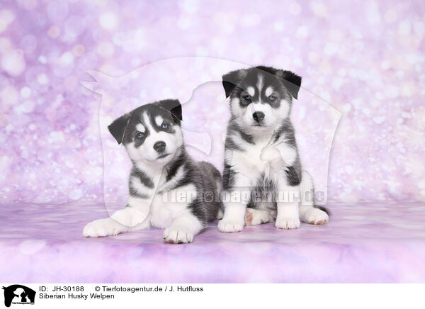Siberian Husky Welpen / Siberian Husky Puppies / JH-30188
