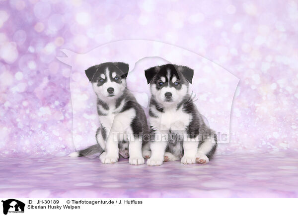 Siberian Husky Welpen / Siberian Husky Puppies / JH-30189