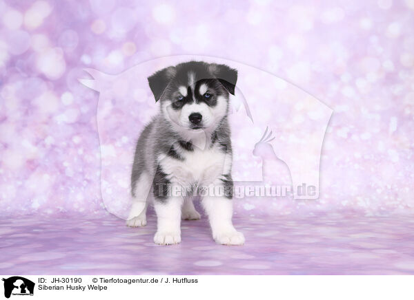 Siberian Husky Welpe / Siberian Husky Puppy / JH-30190