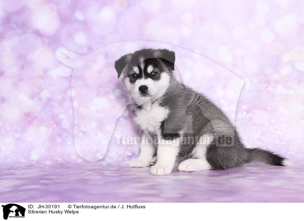 Siberian Husky Welpe / JH-30191