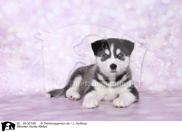 Siberian Husky Welpe / Siberian Husky Puppy / JH-30195