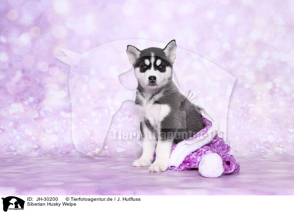 Siberian Husky Welpe / Siberian Husky Puppy / JH-30200