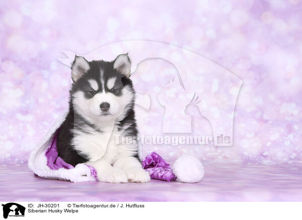 Siberian Husky Welpe / Siberian Husky Puppy / JH-30201