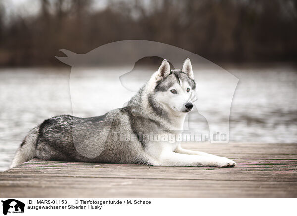 ausgewachsener Siberian Husky / adult Siberian Husky / MARS-01153