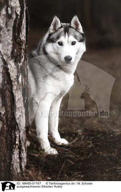 ausgewachsener Siberian Husky / adult Siberian Husky / MARS-01167