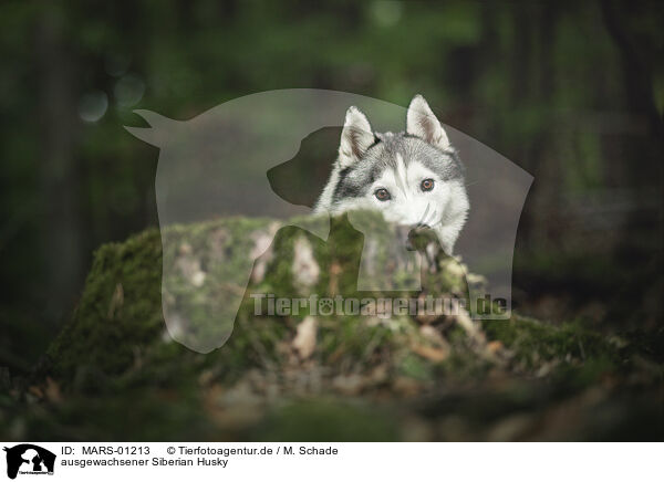 ausgewachsener Siberian Husky / MARS-01213